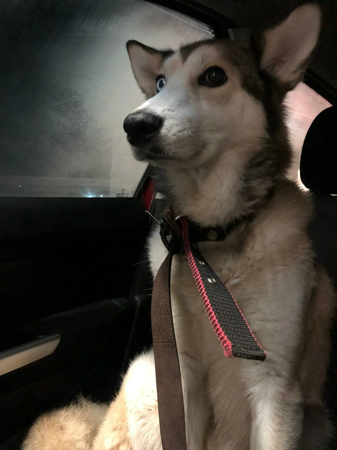 Найдена собака в Калининграде — фото питомца