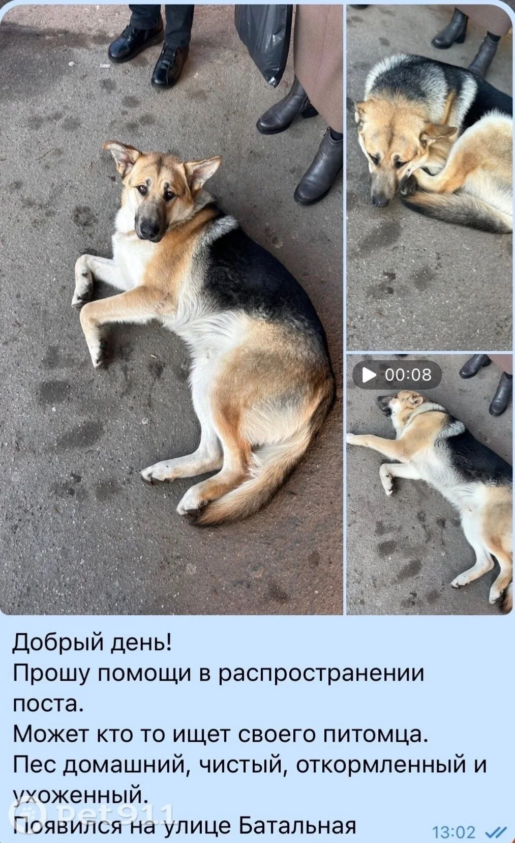 Найдена собака в Калининграде — фото питомца