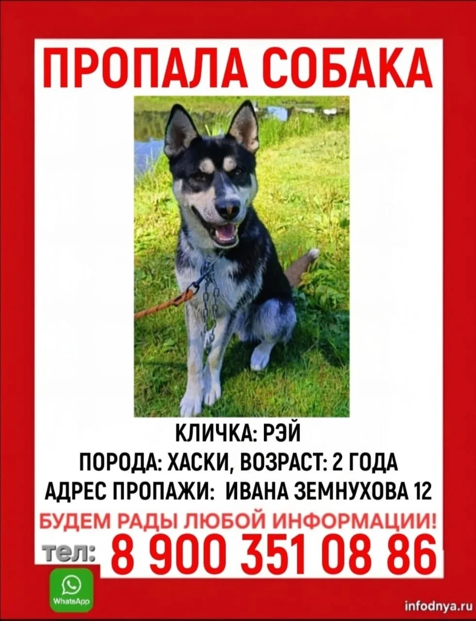 Найдена собака в Калининграде — фото питомца