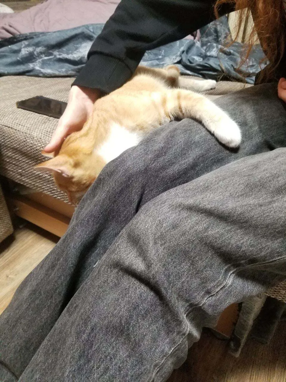 Найдена собака в Калининграде — фото питомца