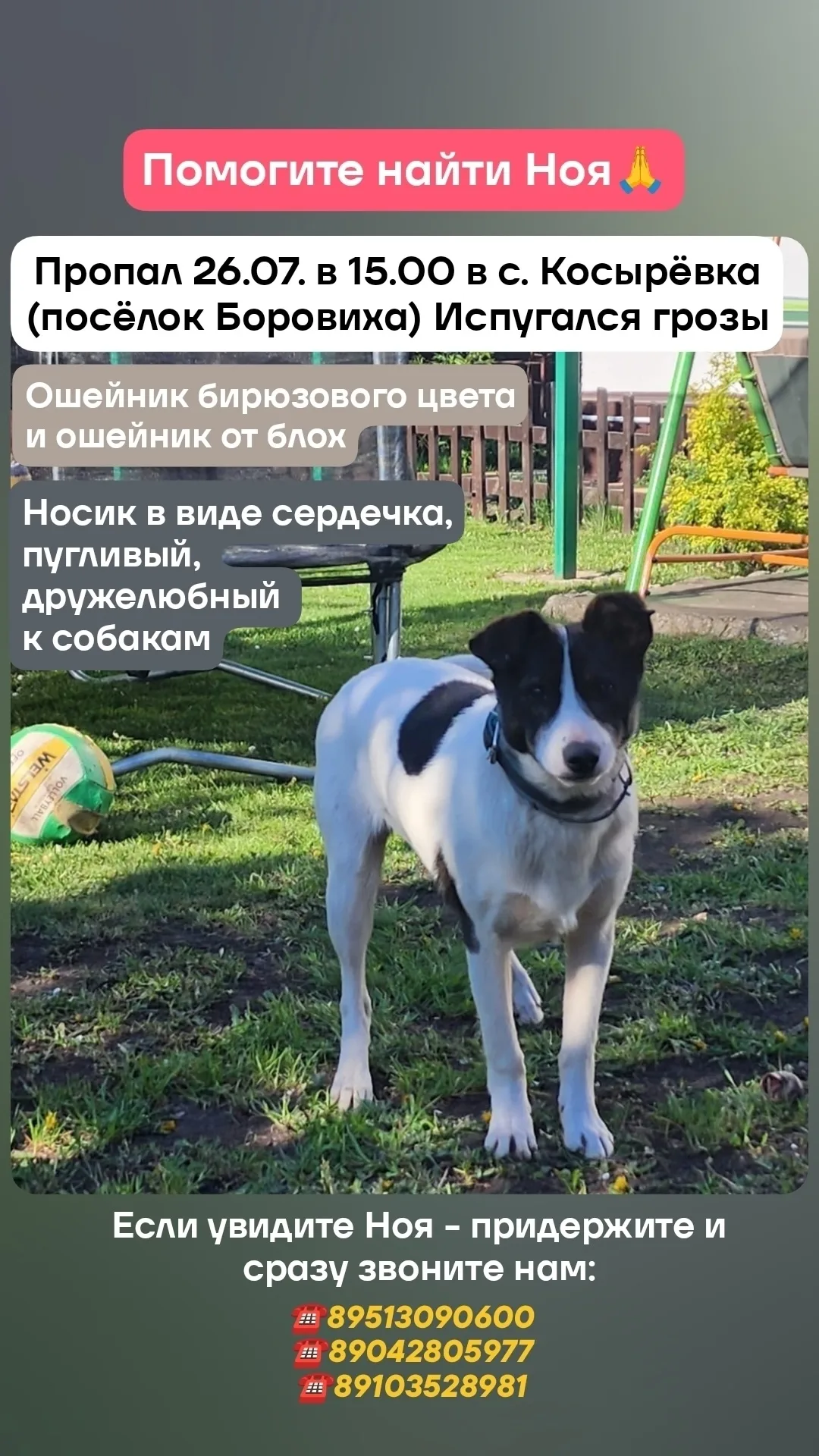 Найдена собака в Липецке — фото питомца