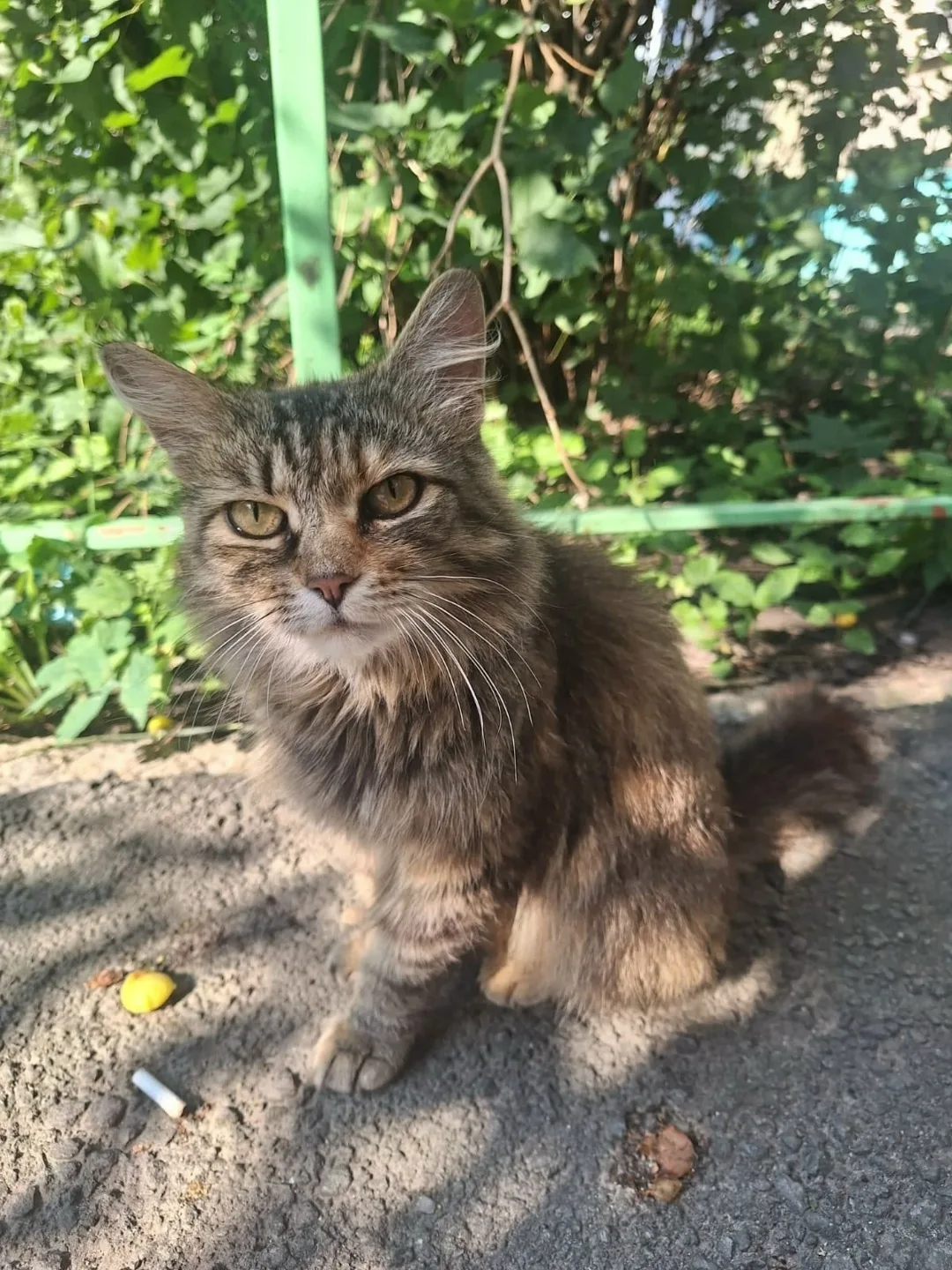Найдена собака в Липецке — фото питомца