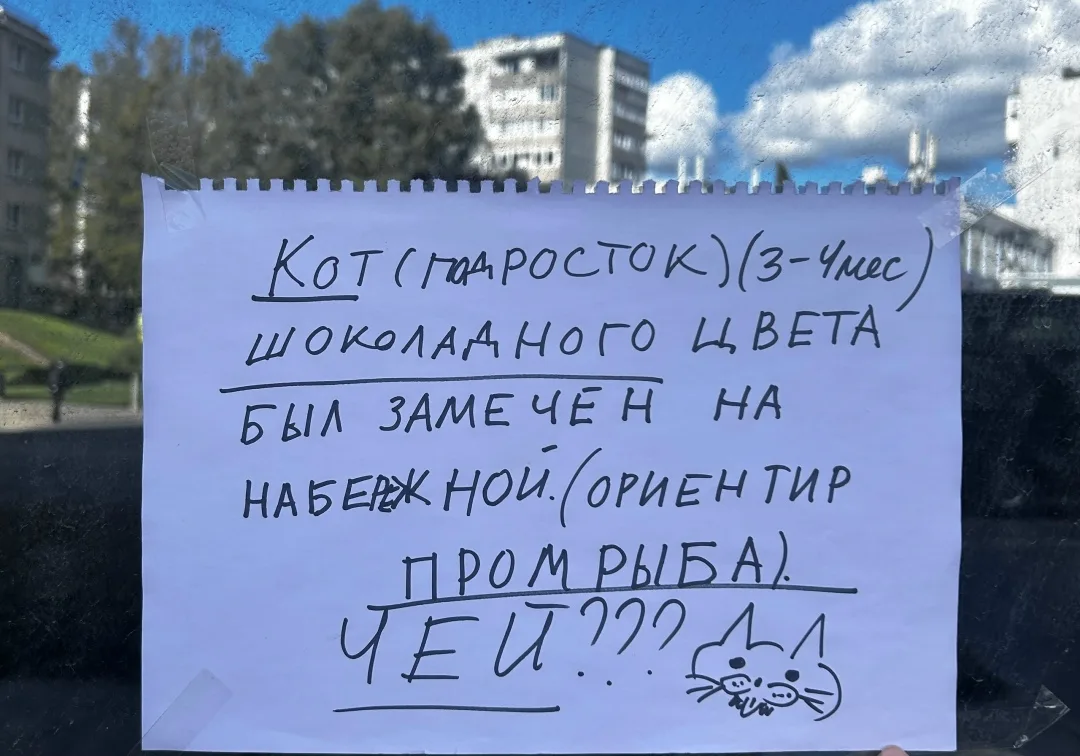 Найдена собака в Калининграде — фото питомца