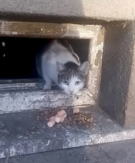 Найдена кошка в Калининграде — фото питомца