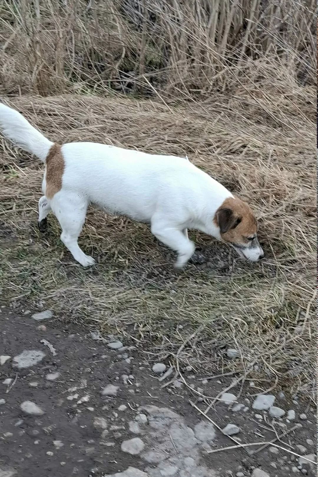 Пропала собака в Калининграде — фото питомца