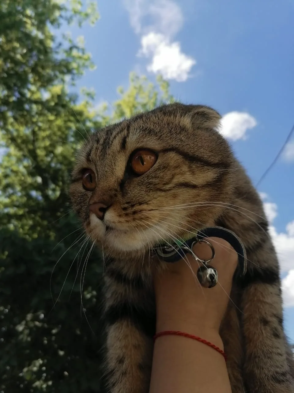 Найдена собака в Липецке — фото питомца