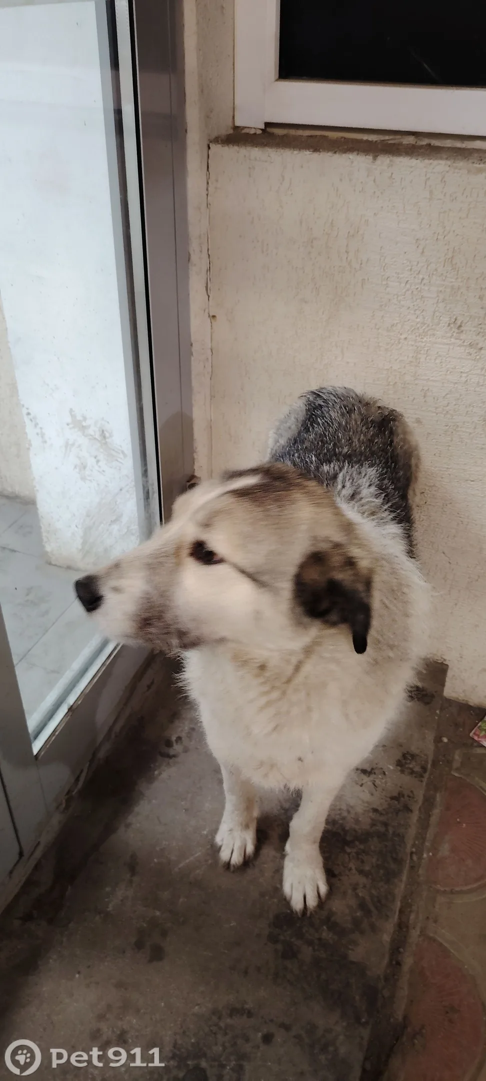 Пропала собака в Туле — фото питомца