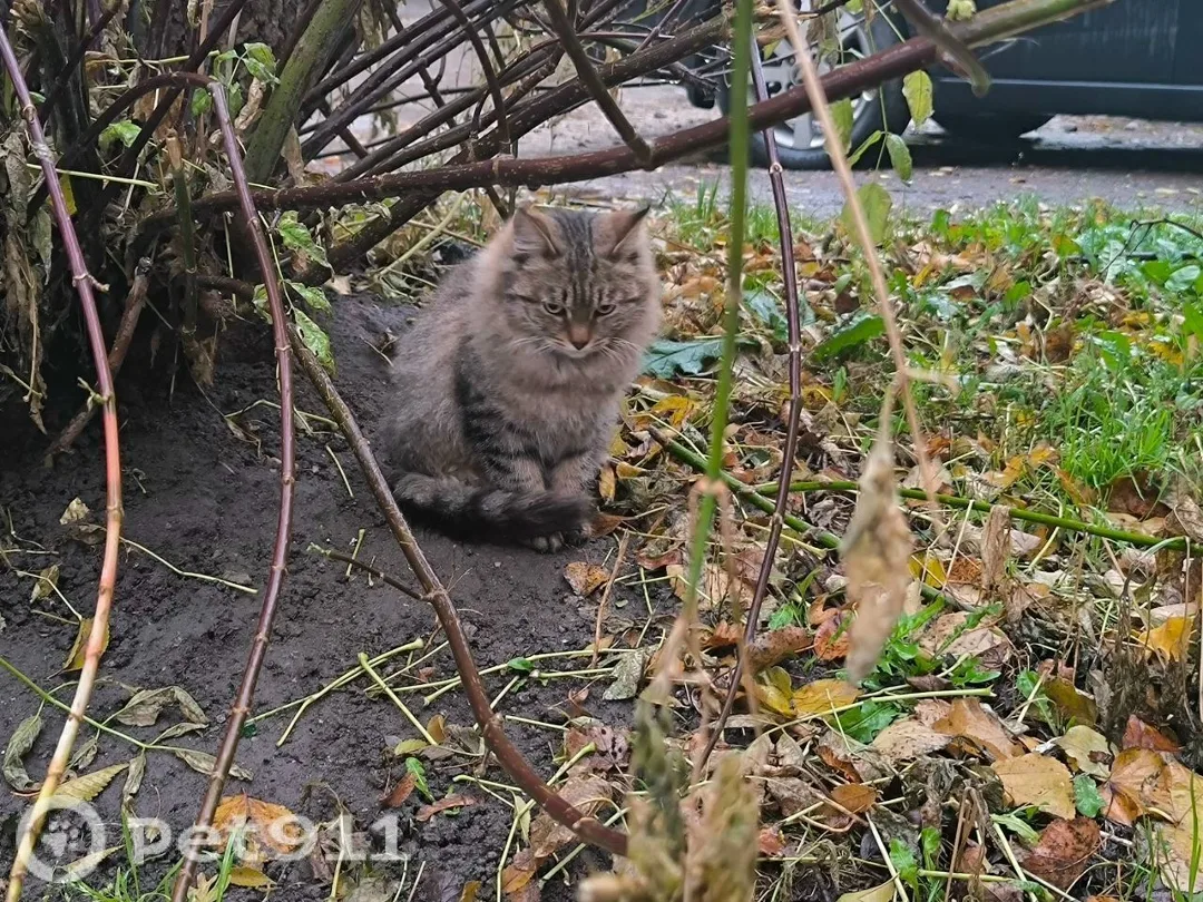 Найдена кошка в Туле — фото питомца