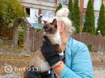 Найдена кошка в Туле — фото питомца