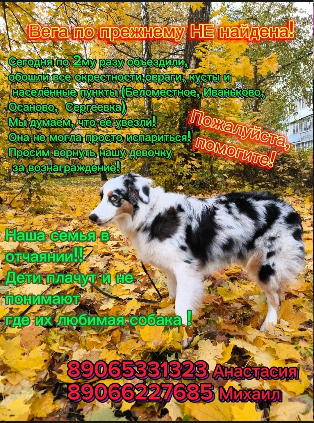 Пропала собака в Туле — фото питомца