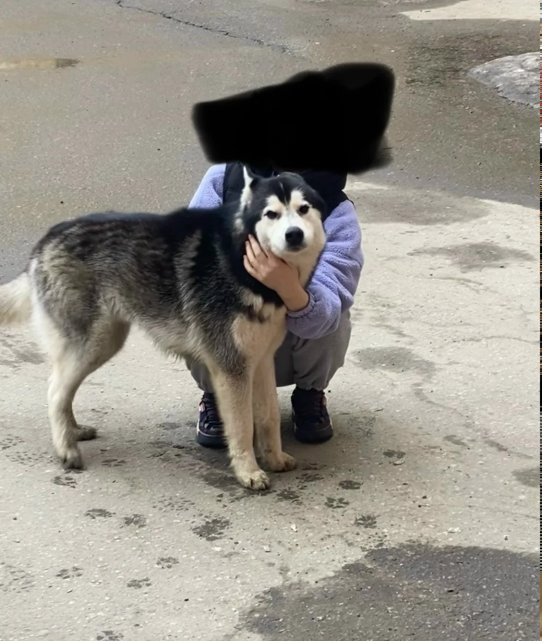 Найдена собака в Туле — фото питомца