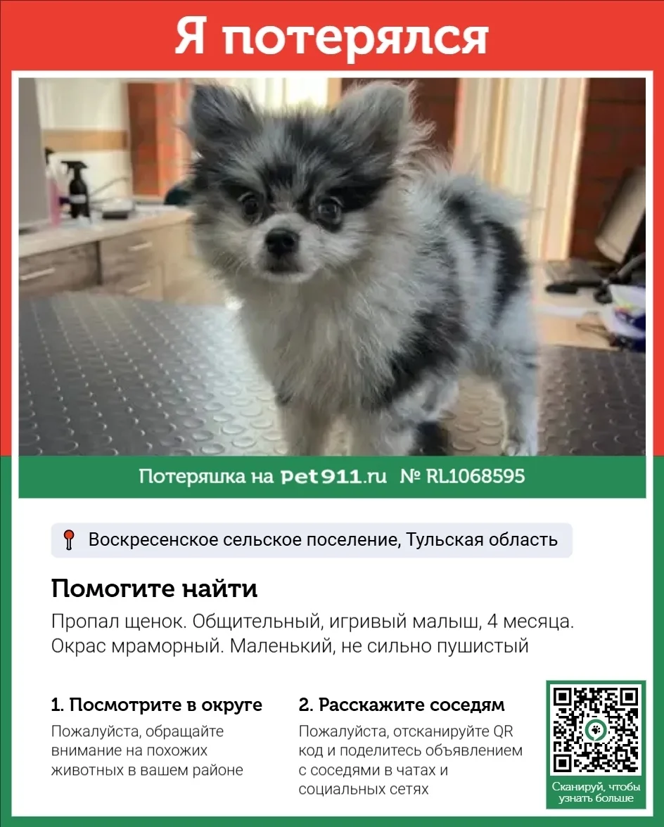 Пропала собака в Туле — фото питомца