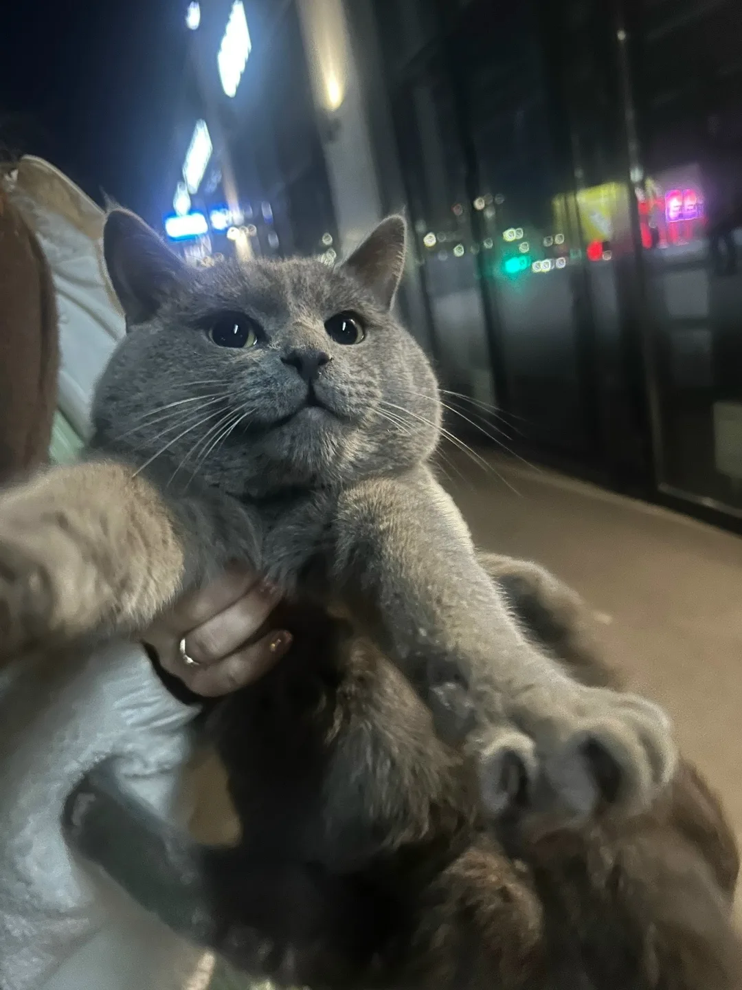 Найдена кошка в Туле — фото питомца