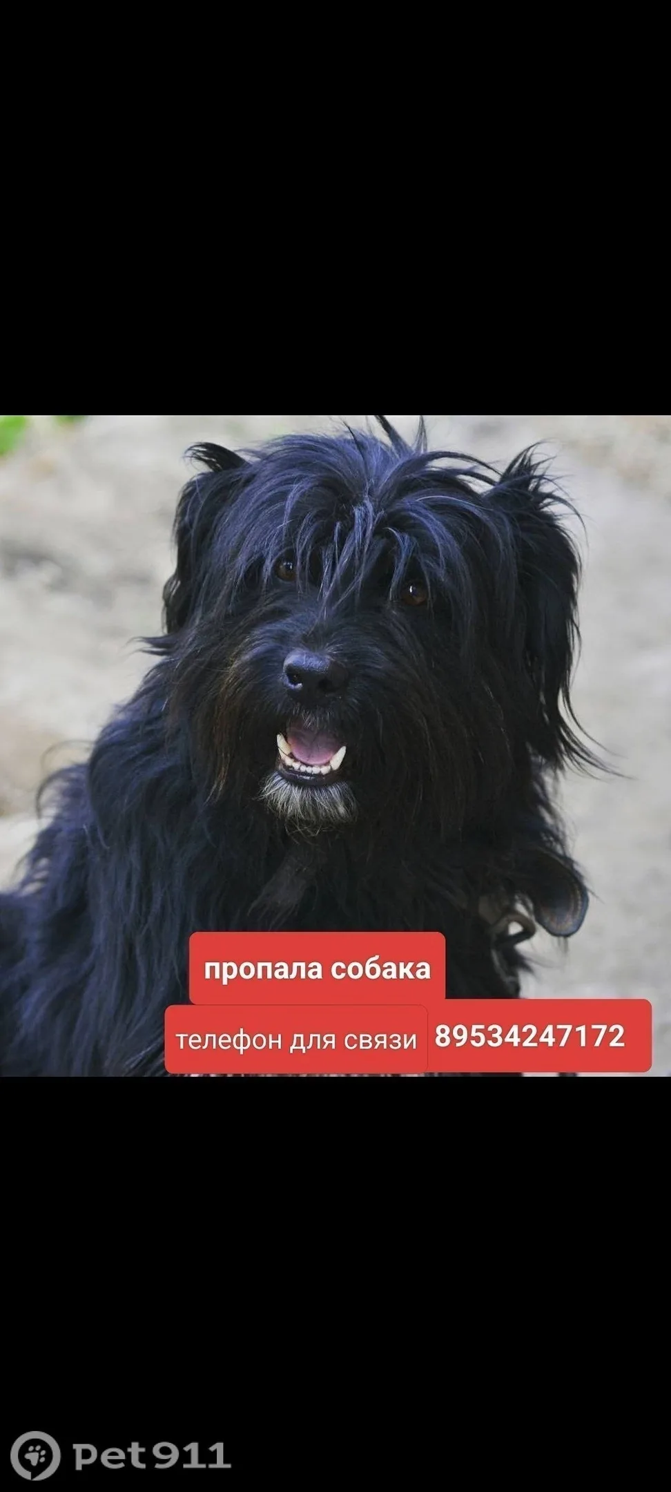 Пропала собака в Туле — фото питомца