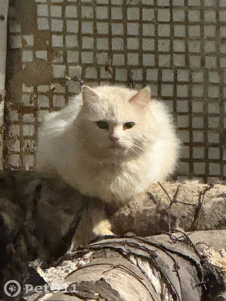 Найдена кошка в Туле — фото питомца