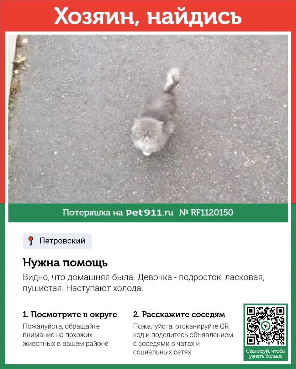 Найдена кошка в Туле — фото питомца