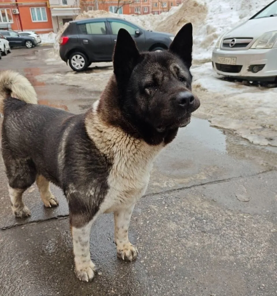 Найдена собака в Туле — фото питомца