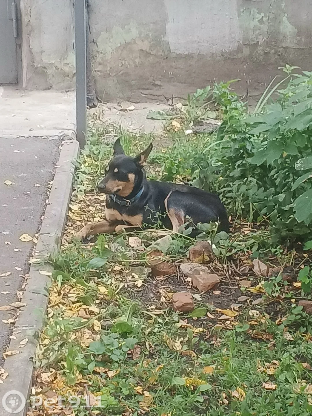 Найдена собака в Туле — фото питомца