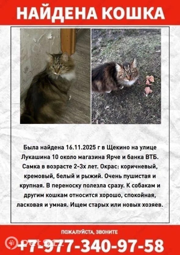 Найдена кошка в Туле — фото питомца
