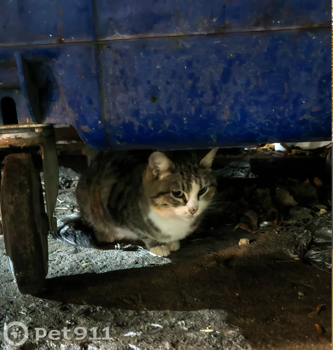 Найдена кошка в Туле — фото питомца
