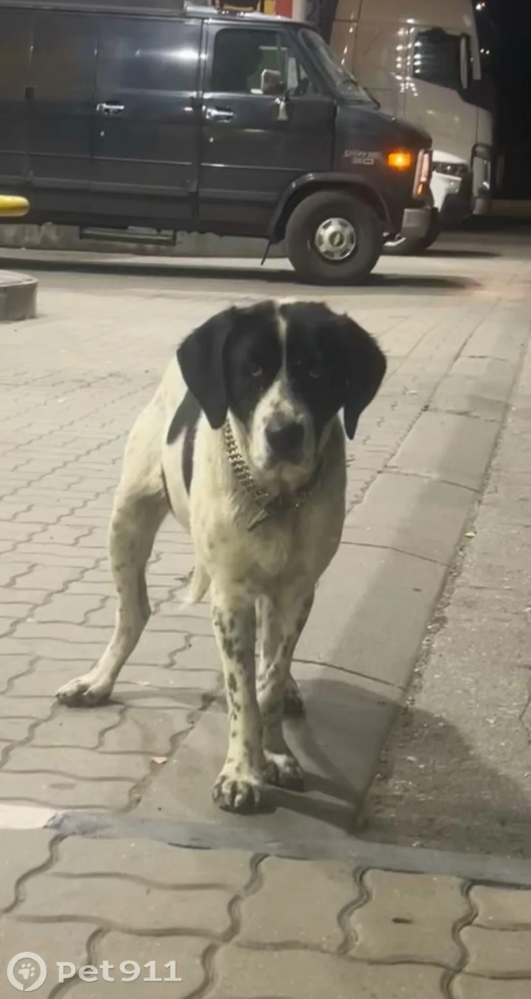 Найдена собака в Туле — фото питомца