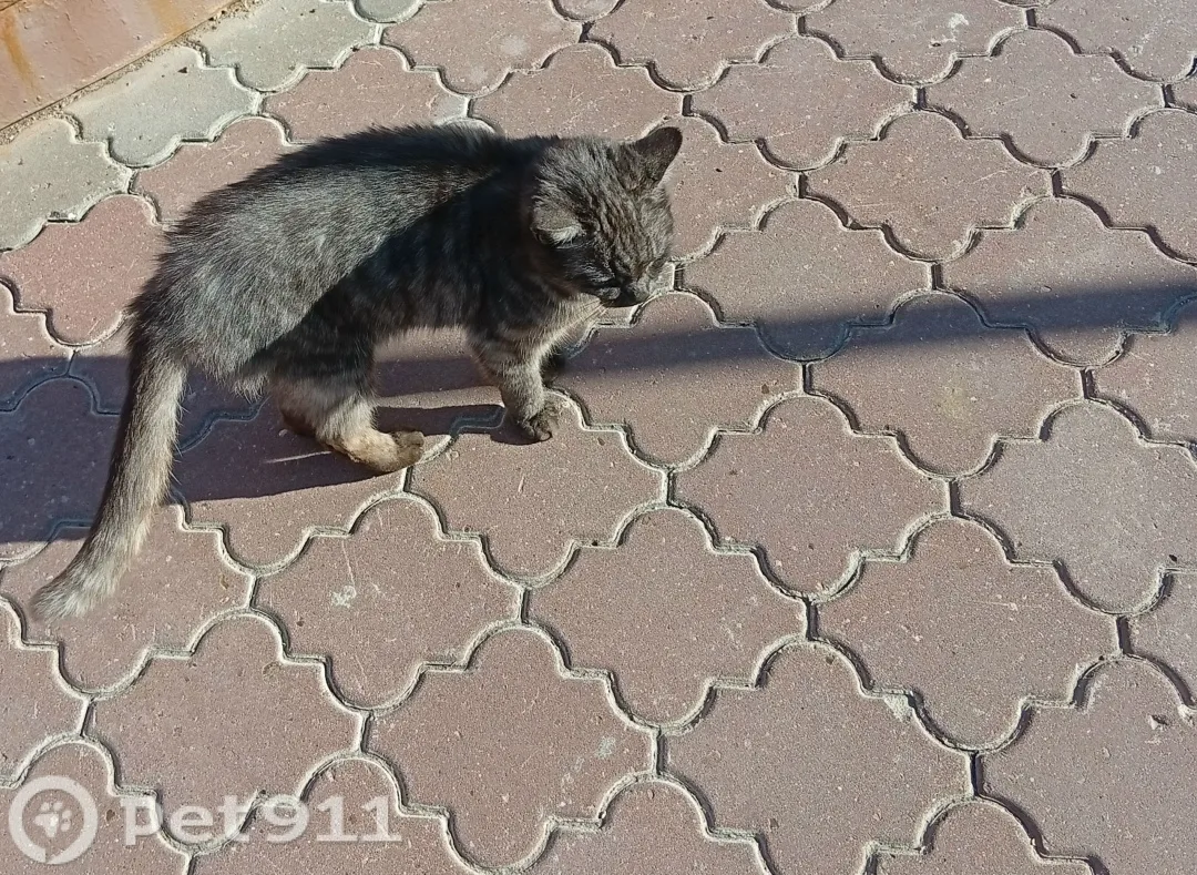 Найдена кошка в Туле — фото питомца