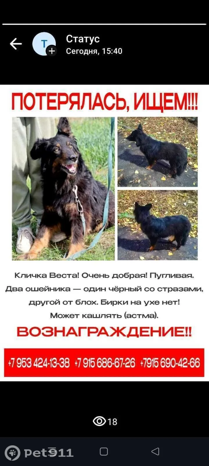 Пропала собака в Туле — фото питомца