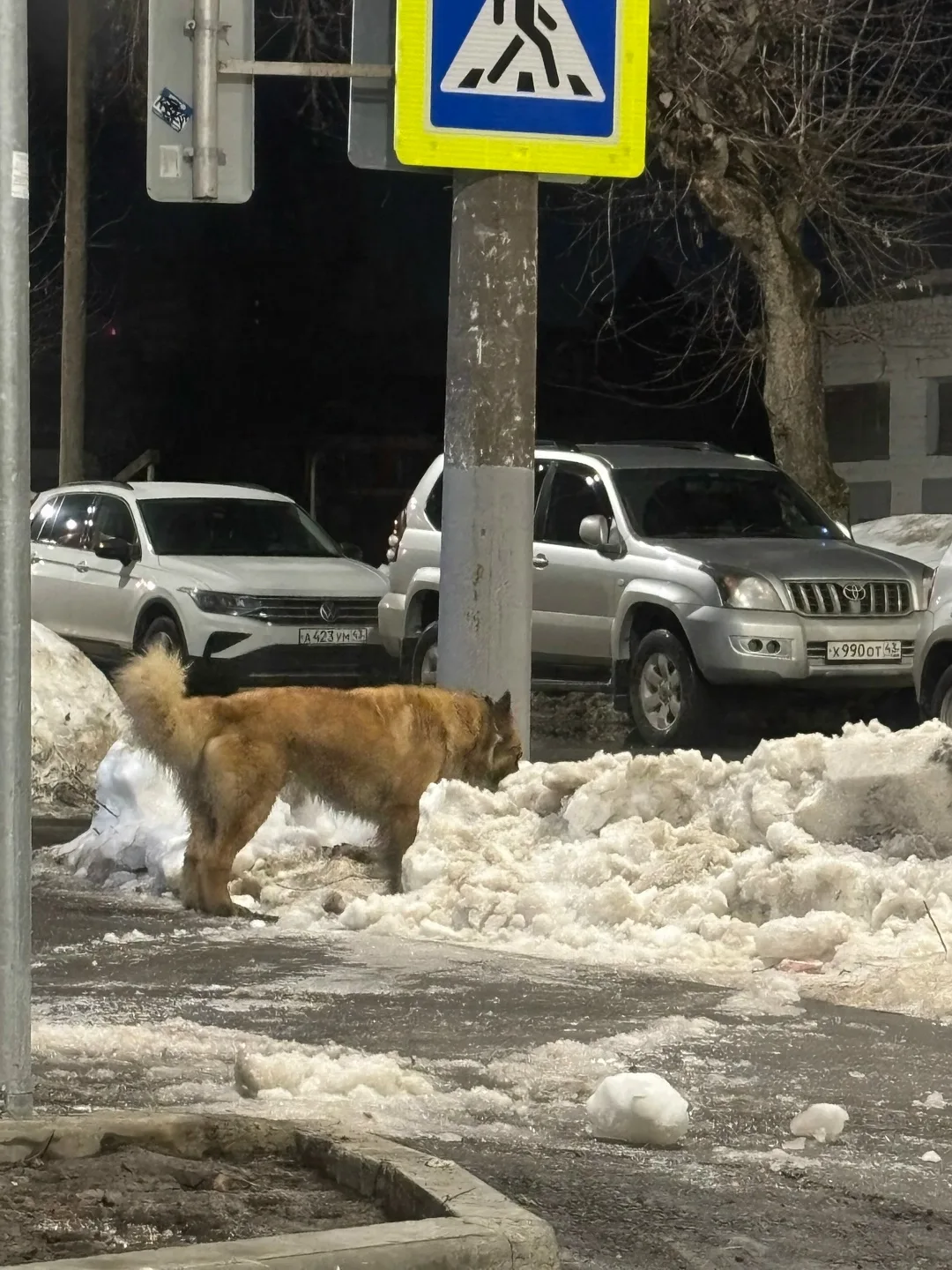 Пропала собака в Кирове — фото питомца