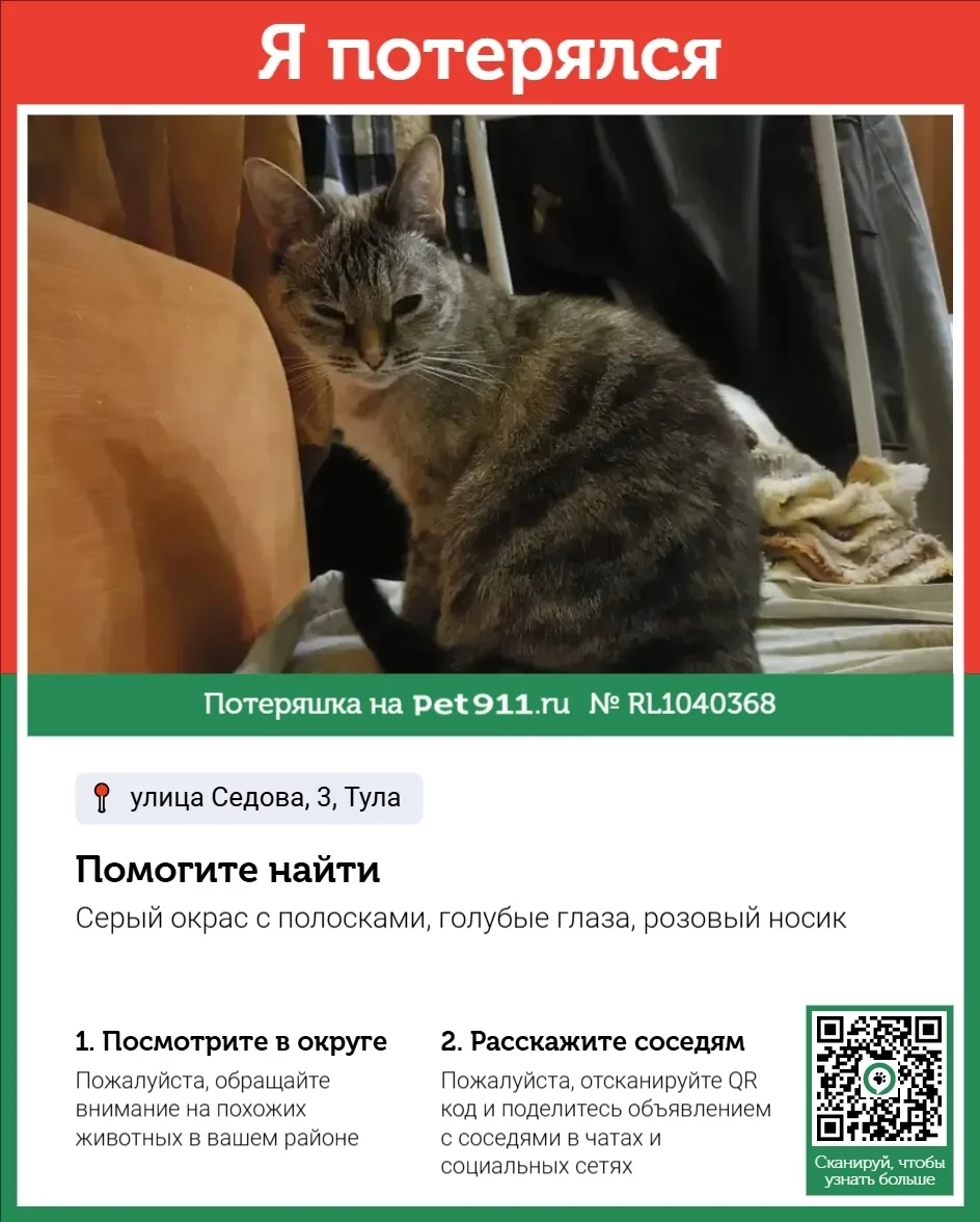 Пропала кошка в Туле — фото питомца