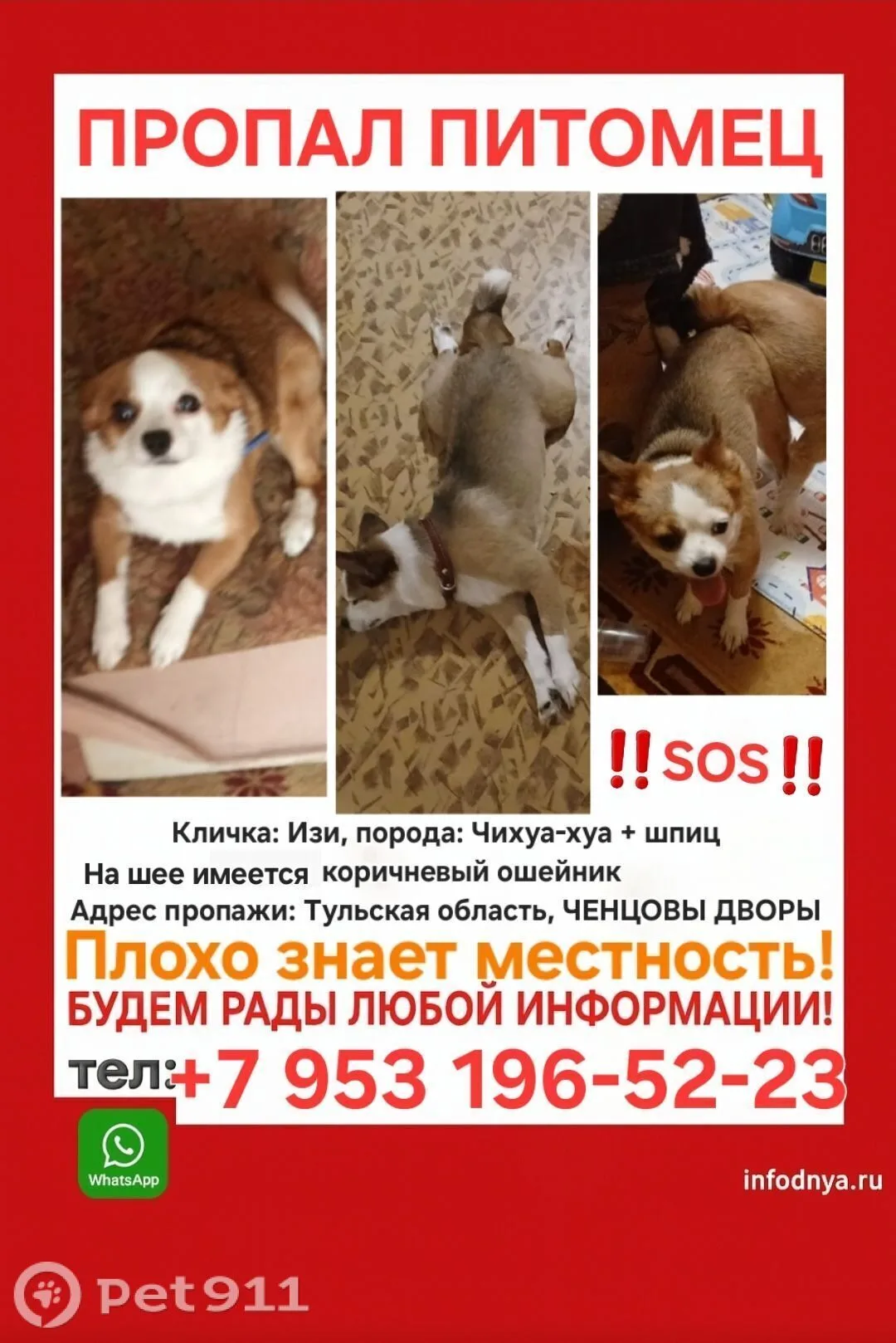 Найдена собака в Туле — фото питомца