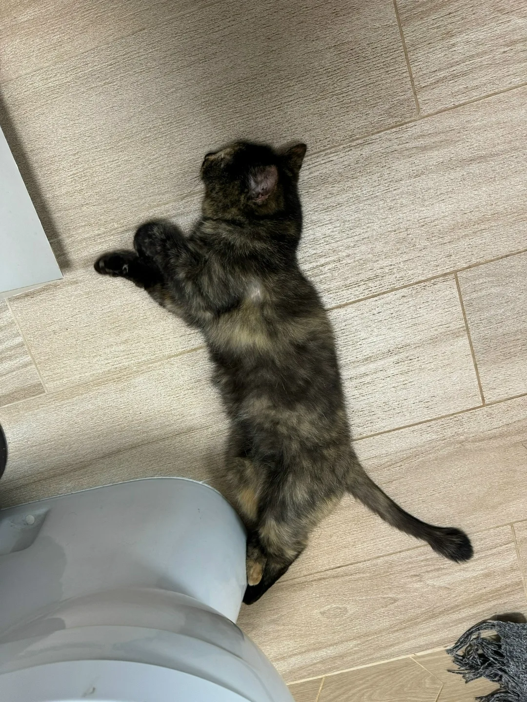Найдена кошка в Кирове — фото питомца
