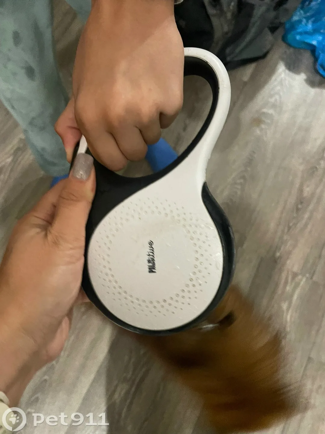 Найдена собака в Туле — фото питомца