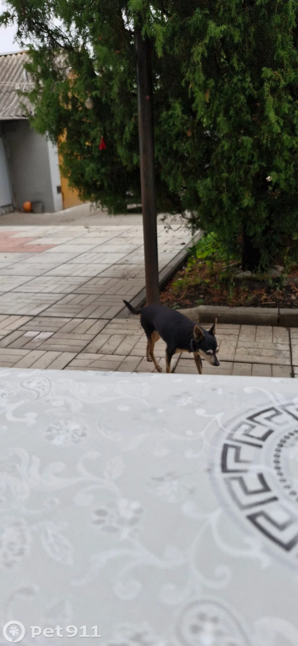 Найдена собака в Туле — фото питомца