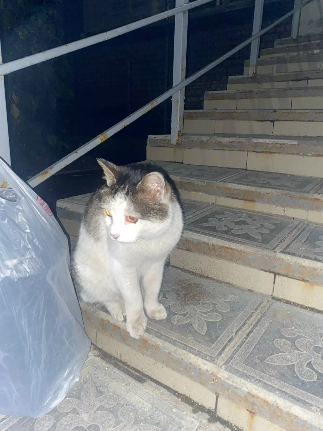 Найдена кошка в Кирове — фото питомца
