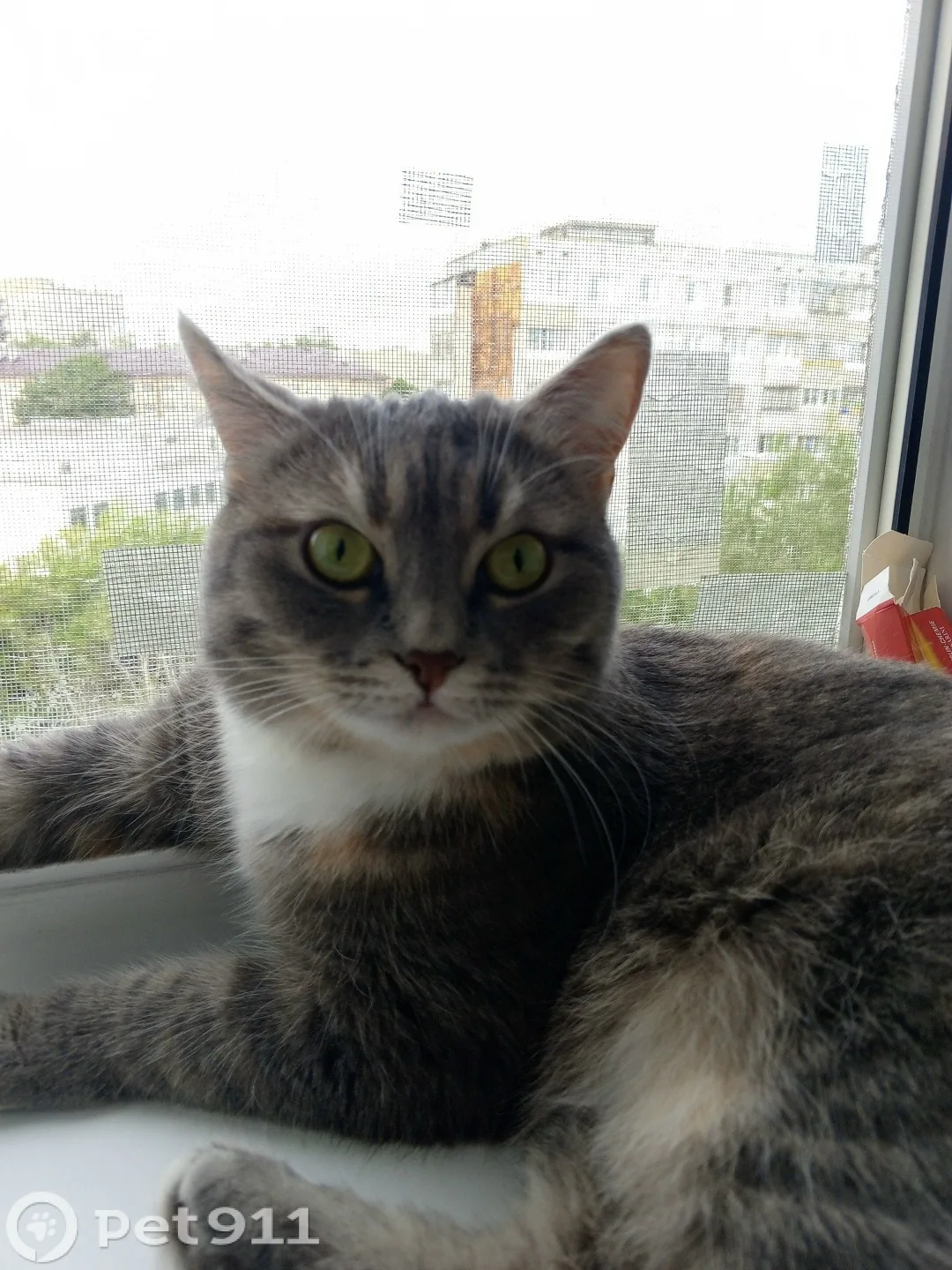 Пропала собака в Туле — фото питомца