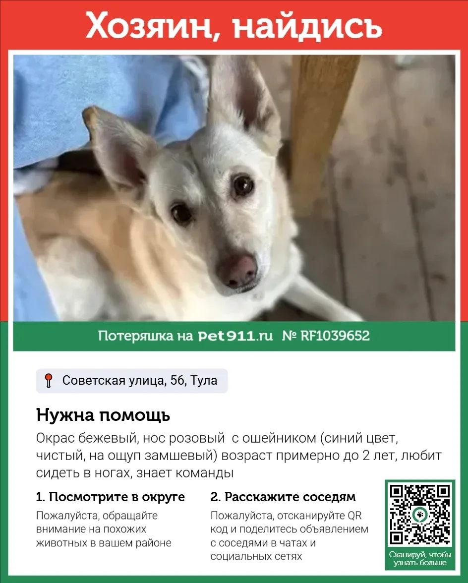 Найдена собака в Туле — фото питомца