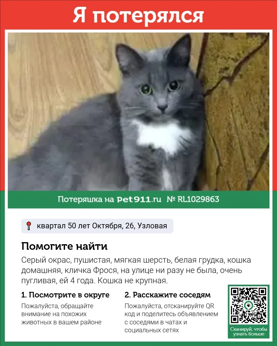 Пропала кошка в Туле — фото питомца