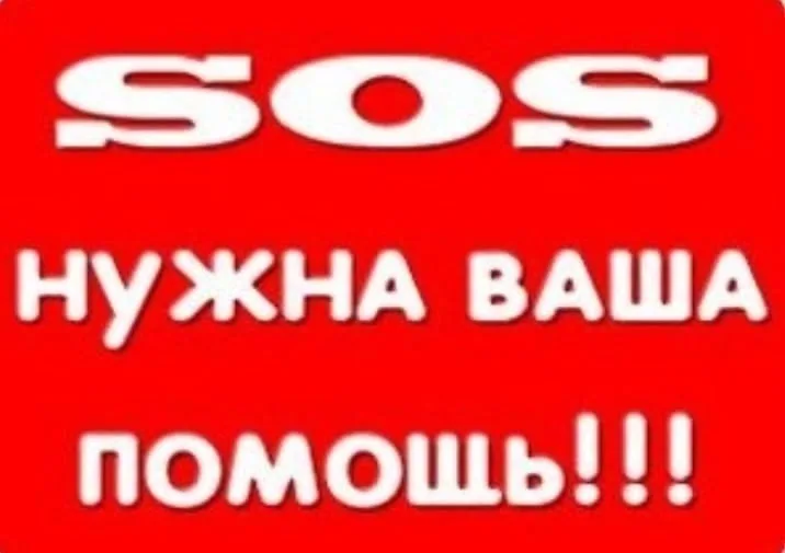 Пропала кошка в Кирове — фото питомца