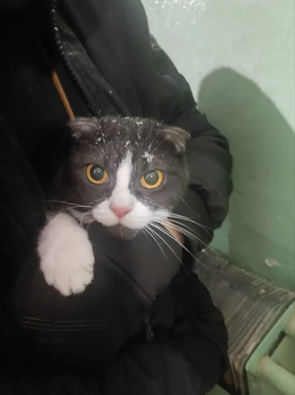 Найдена кошка в Кирове — фото питомца