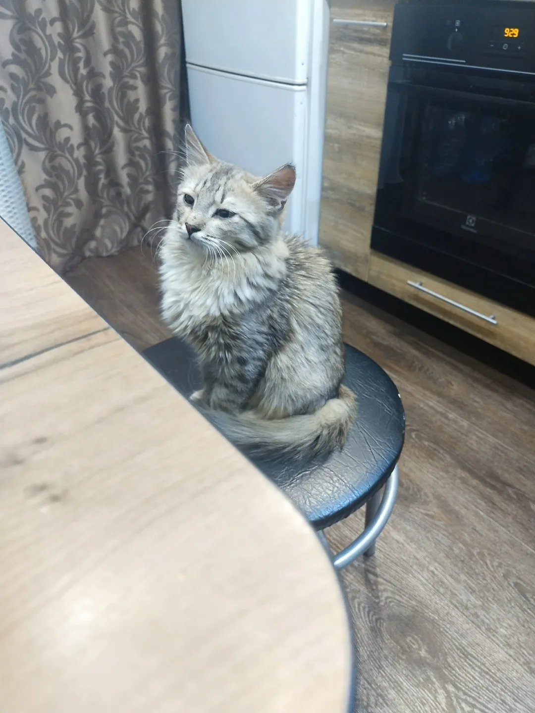 Найдена кошка в Кирове — фото питомца