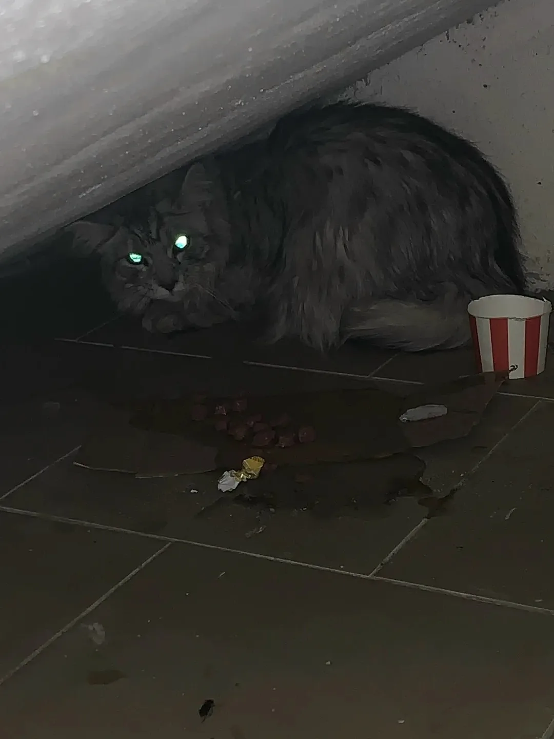 Найдена кошка в Кирове — фото питомца