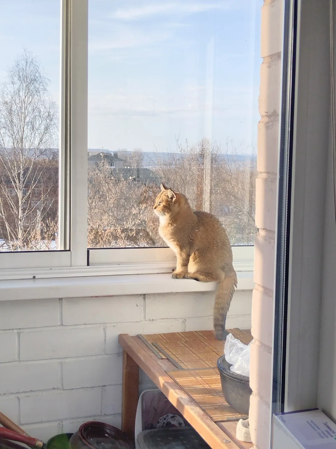 Пропала кошка в Кирове — фото питомца