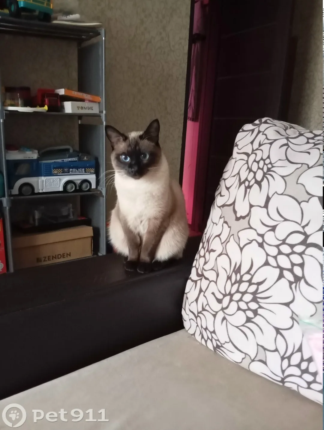 Пропала кошка в Туле — фото питомца