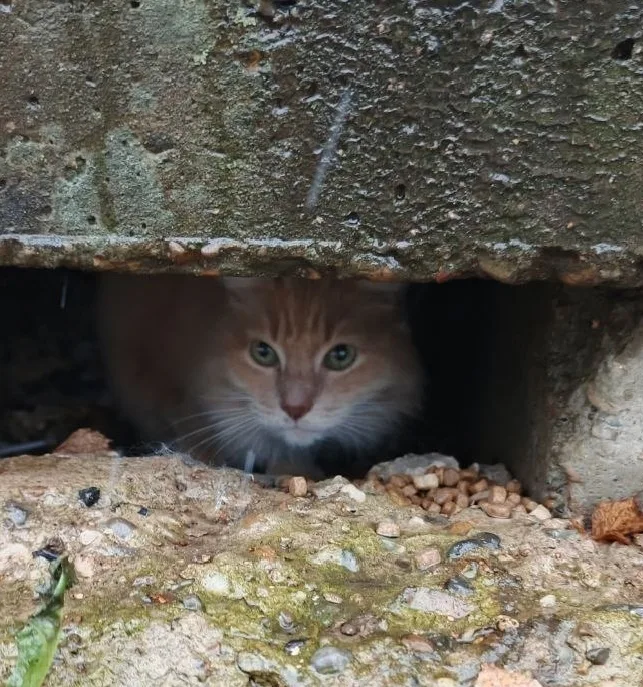 Найдена кошка в Кирове — фото питомца