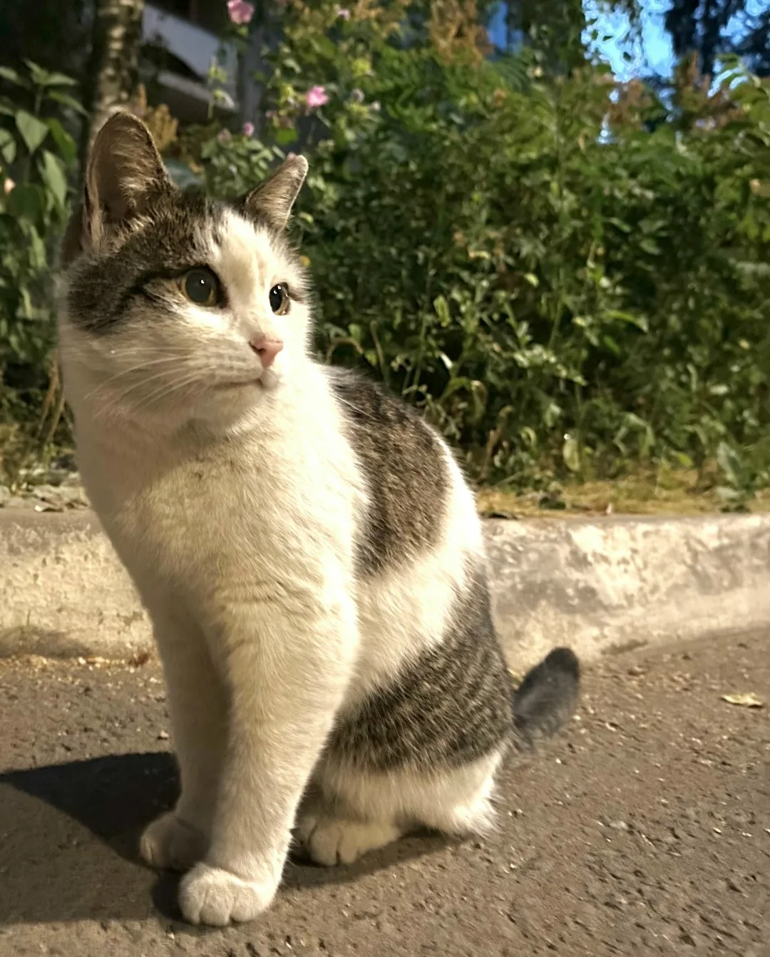 Найдена кошка в Кирове — фото питомца