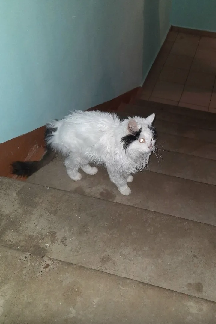 Найдена кошка в Кирове — фото питомца