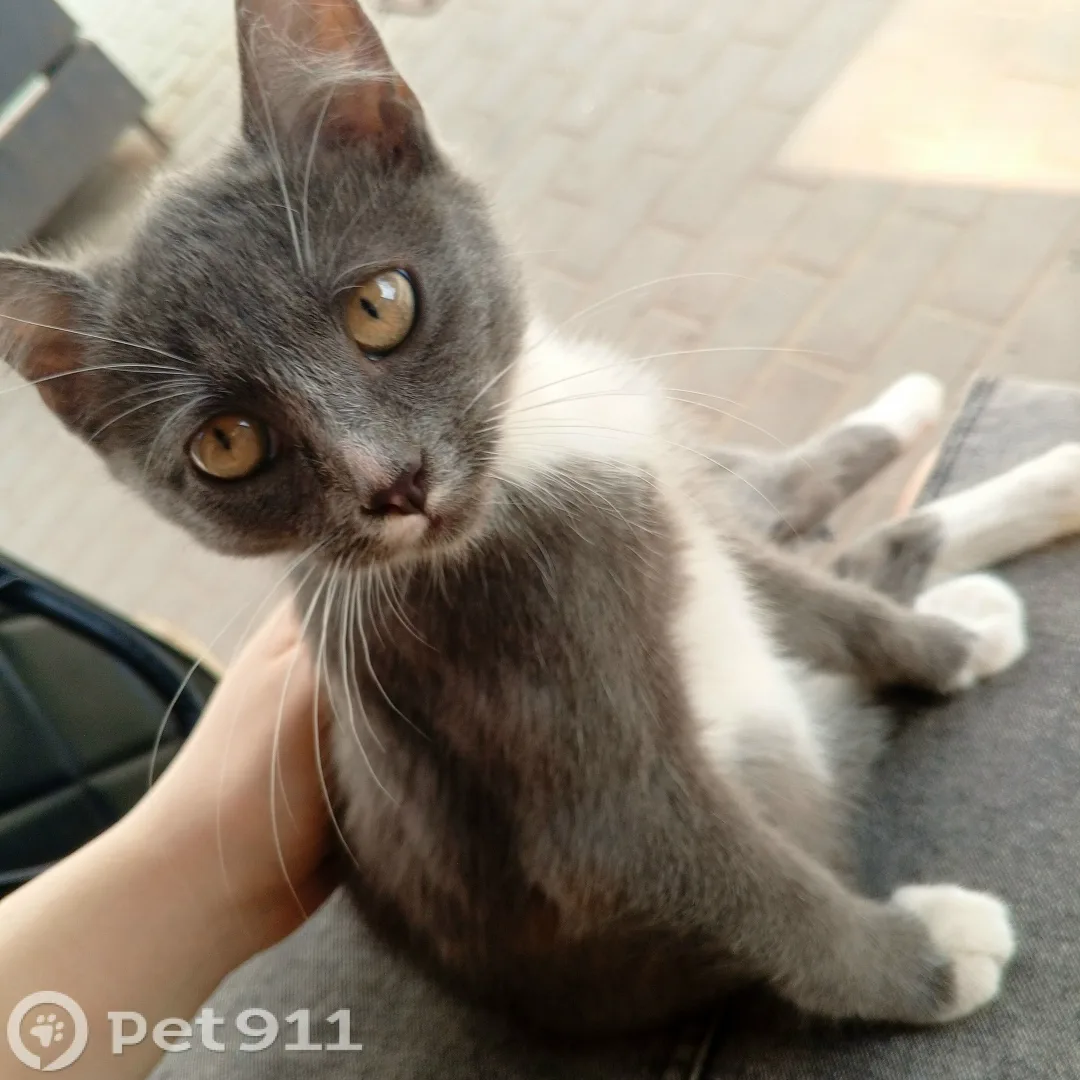 Найдена кошка в Туле — фото питомца
