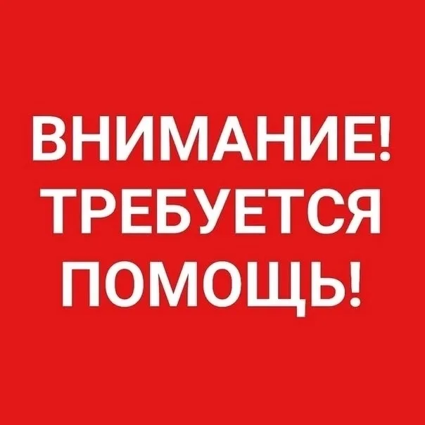 Найдена собака в Кирове — фото питомца