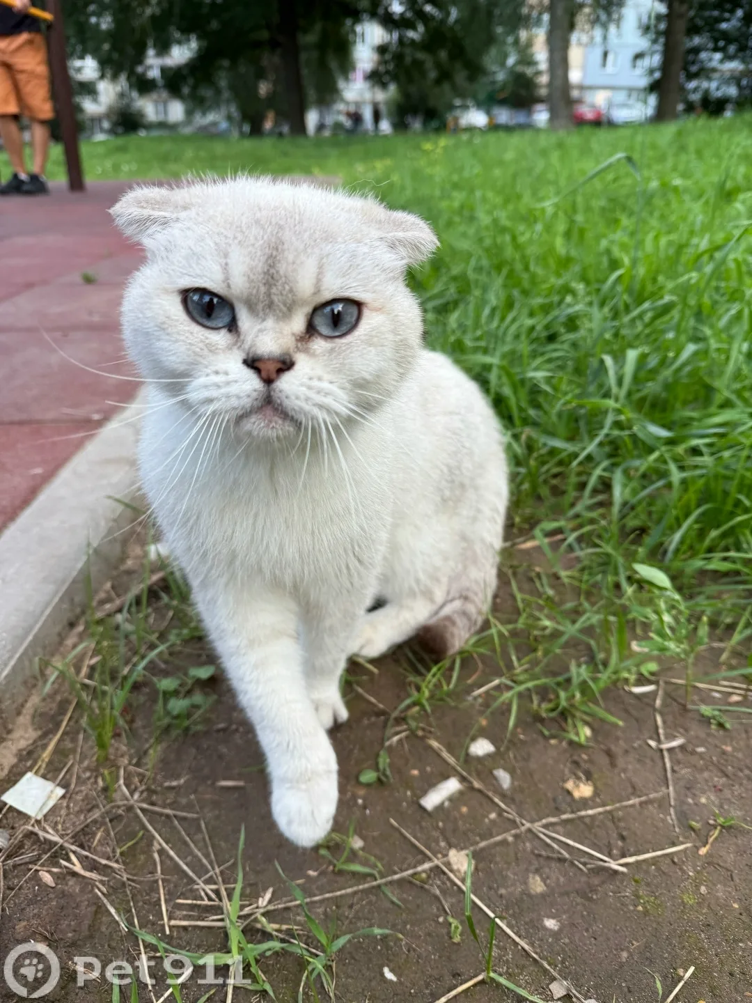 Найдена кошка в Туле — фото питомца