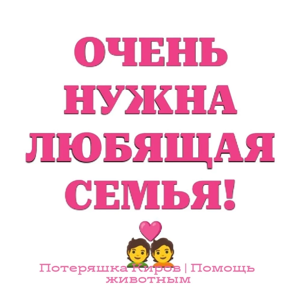 Найдена кошка в Кирове — фото питомца